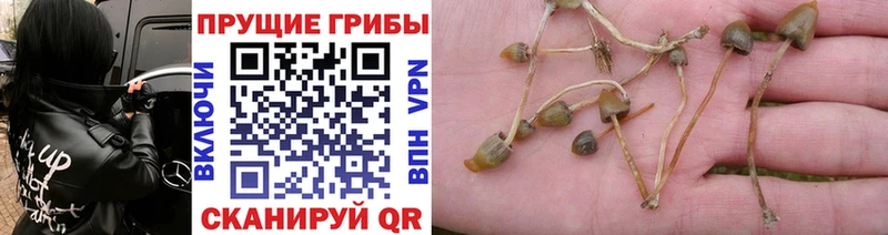 Галлюциногенные грибы ЛСД  Кирово-Чепецк 